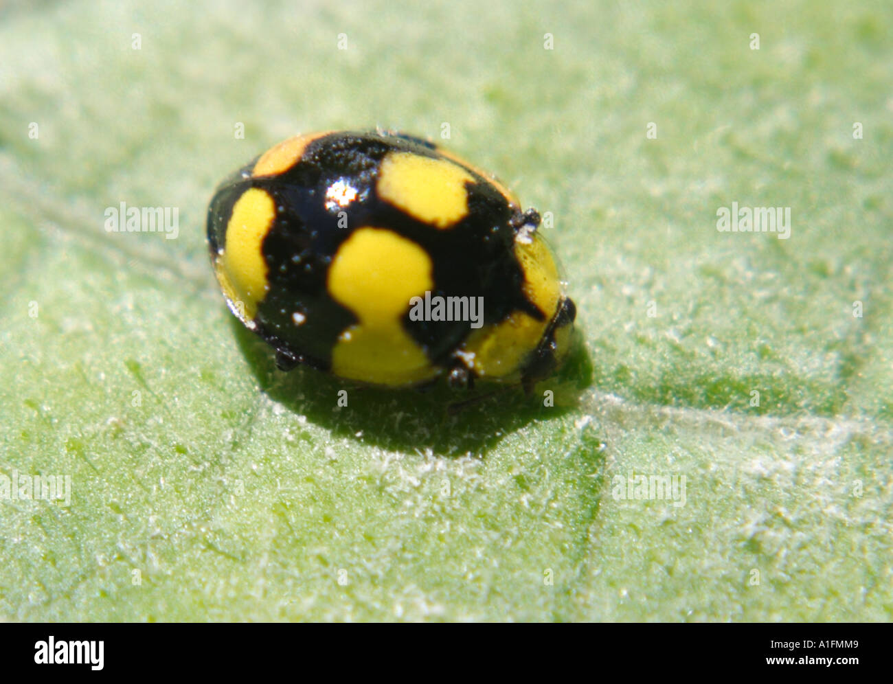 CLOSE UP OF A YELLOW LADYBIRD BEETLE IN AUSTRALIA Stock Photo Alamy