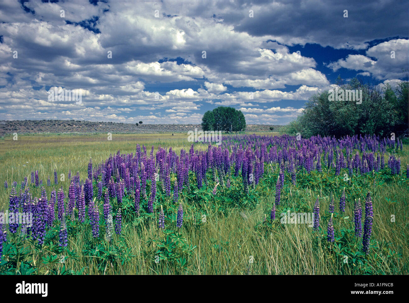 Marshland with Lupines Near Paisley Oregon Stock Photo