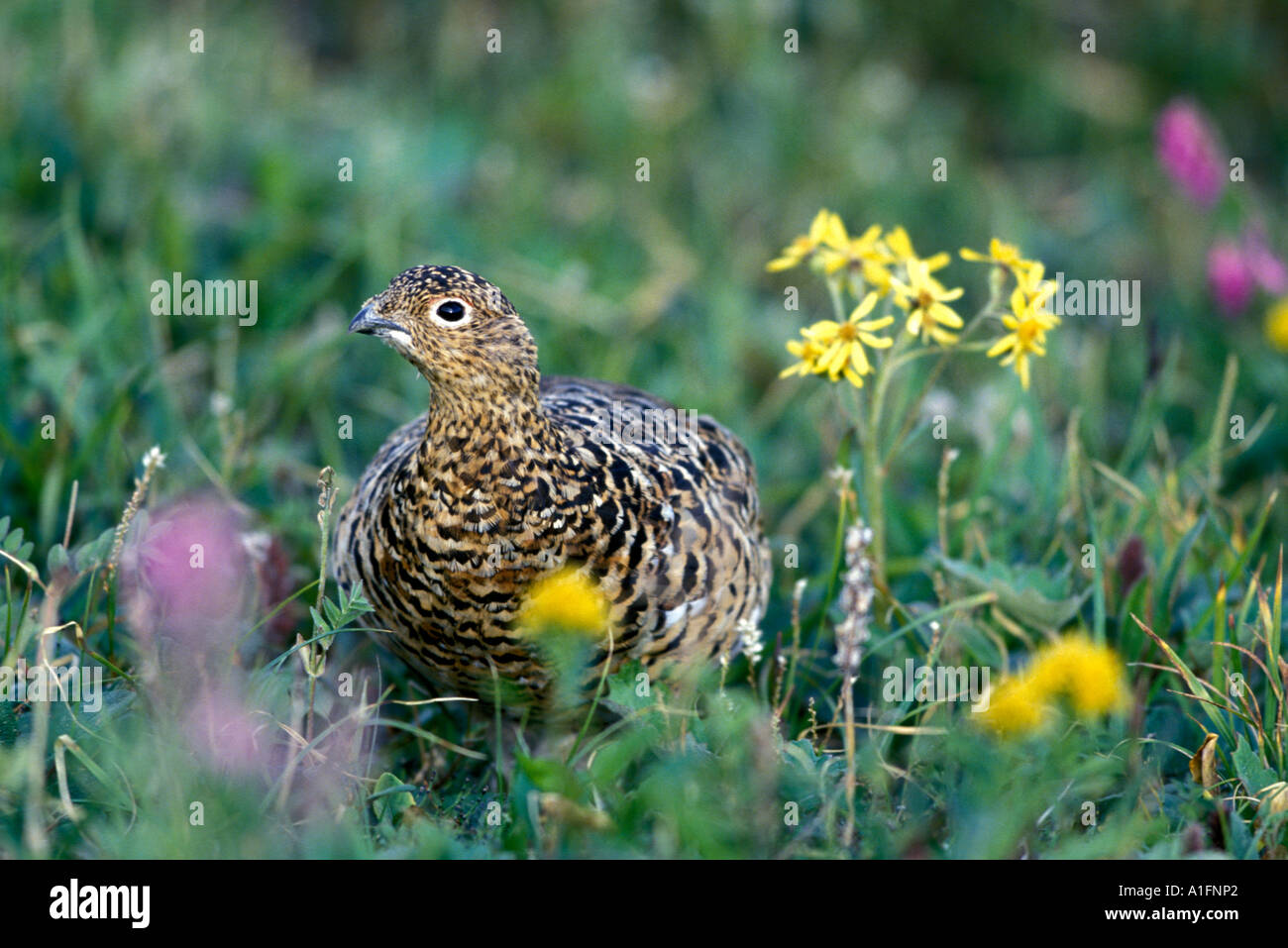 Willow ptarmigan Lagopus lagopus in Denali National Park Stock Photo