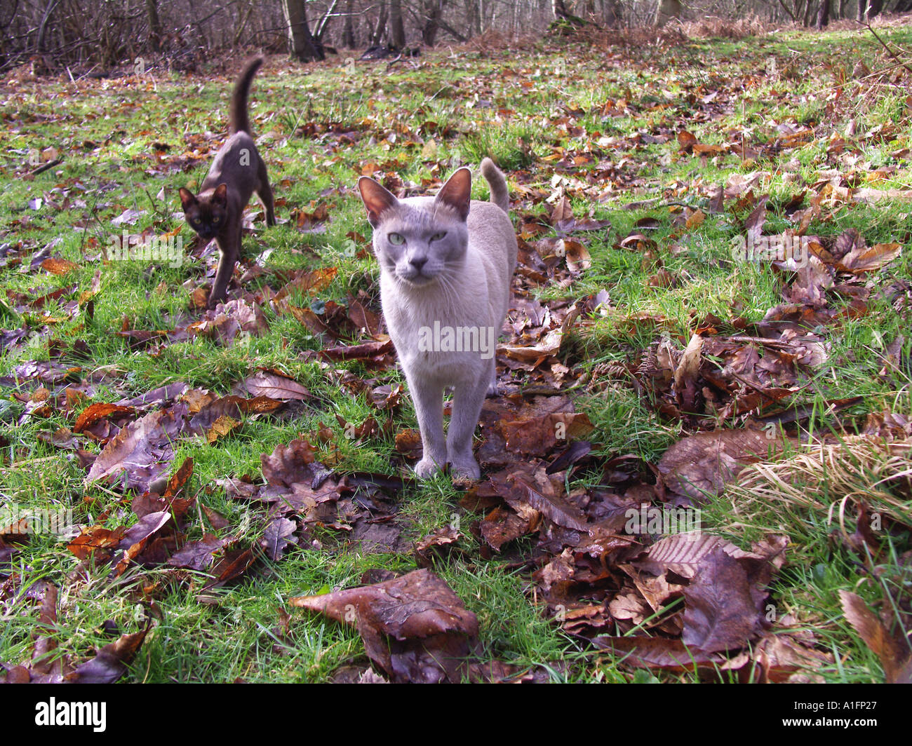 Burmese lilac cat and chocolate brown Burmese kitten walking Stock — free download