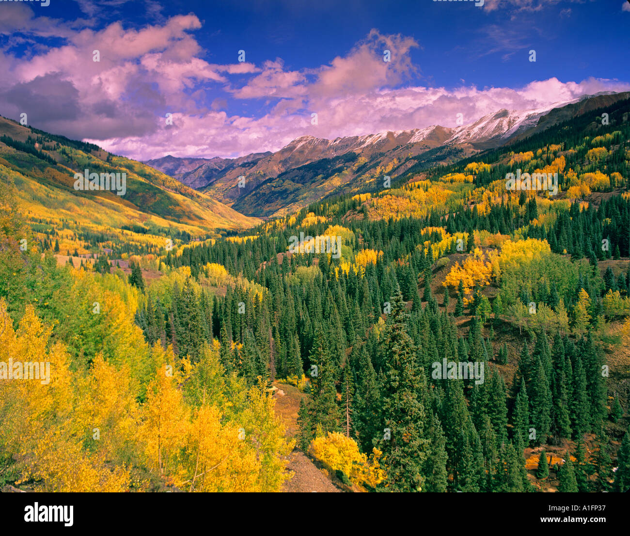 View from Red Mountain Pass with fall colored aspens Uncompahgre National Forest Colorado Stock Photo