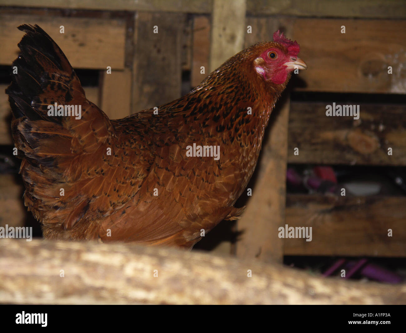 Beyond The Hen House The Surprising Truth About Chicken Groups - nyw2hqg