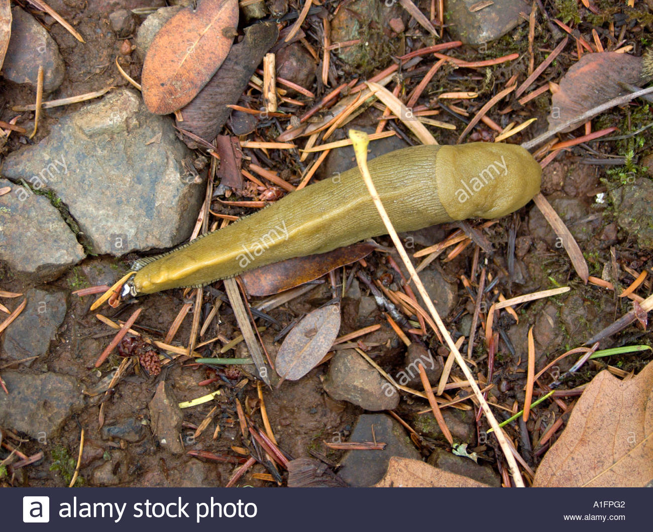 Banana Slug California Stock Photos & Banana Slug California Stock