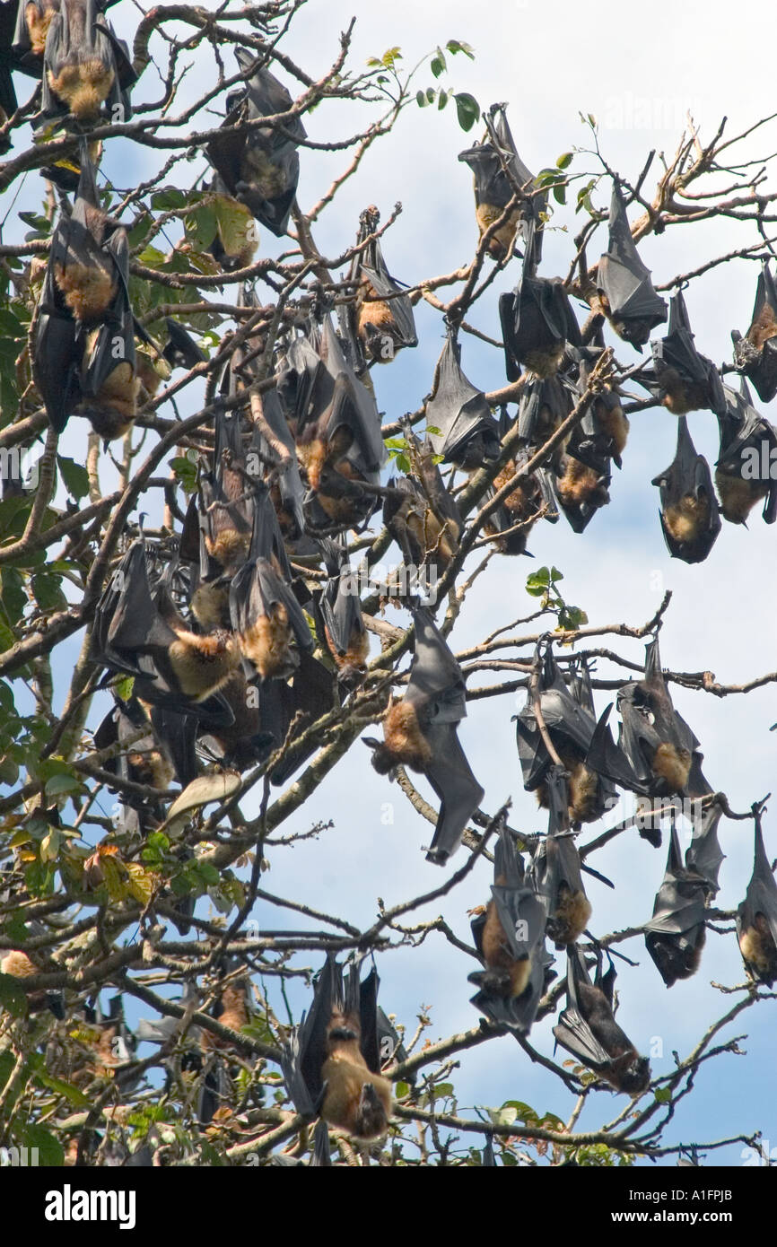 Fruit Bats hanging in tree. Peradeniya Botanical gardens, Kandy, Sri