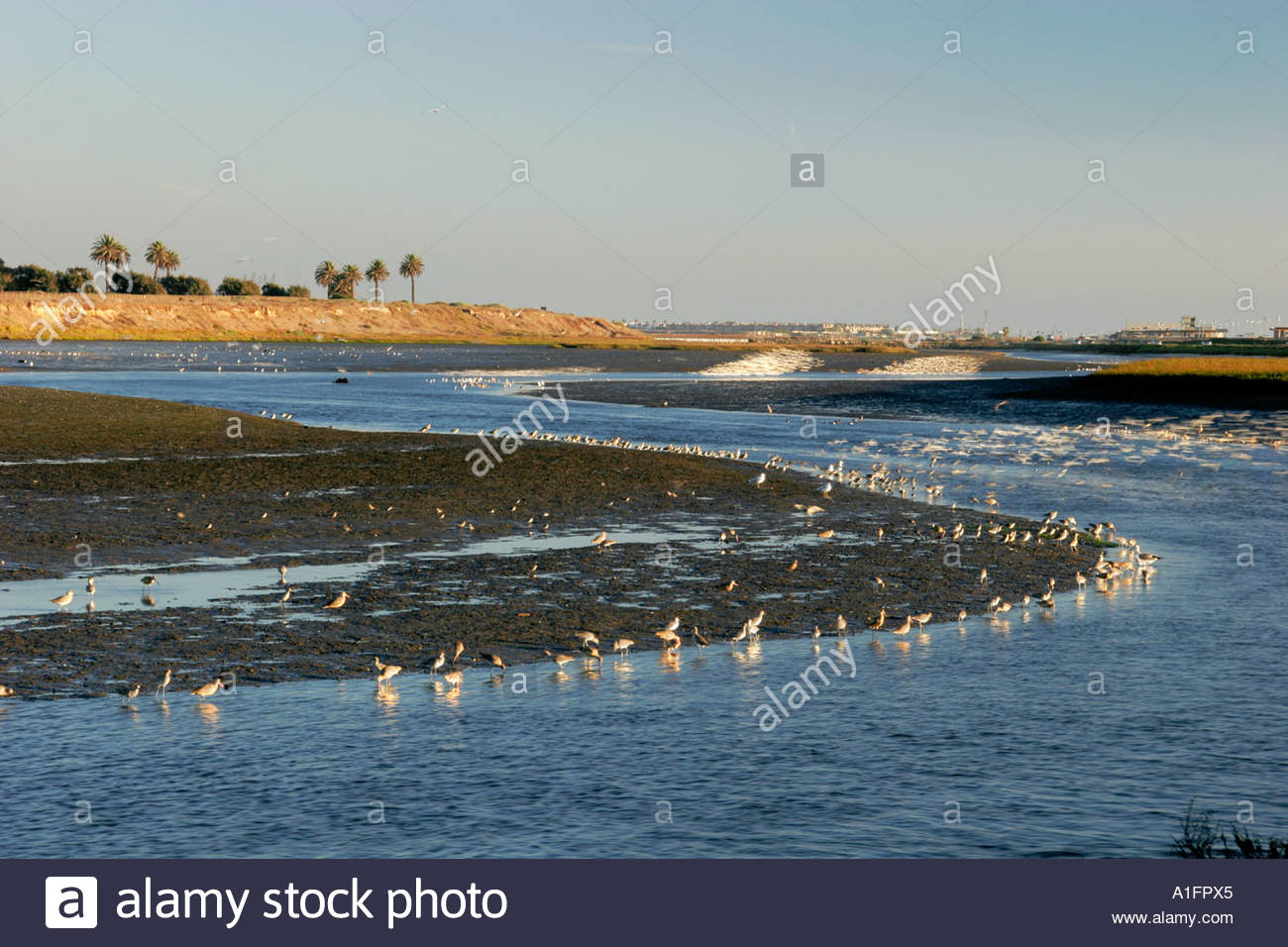 Bolsa Chica Ecological Reserve Huntington Beach California Stock Photo