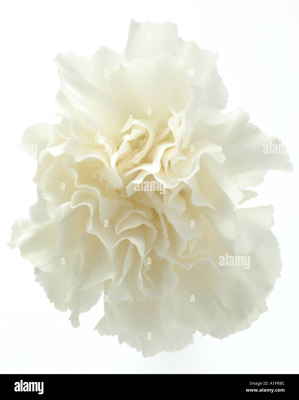 Carnation greenhouse hires stock photography and images Alamy