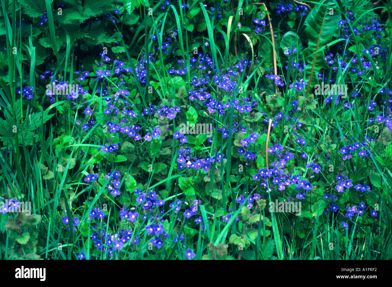 Water forget me not by a pond Stock Photo