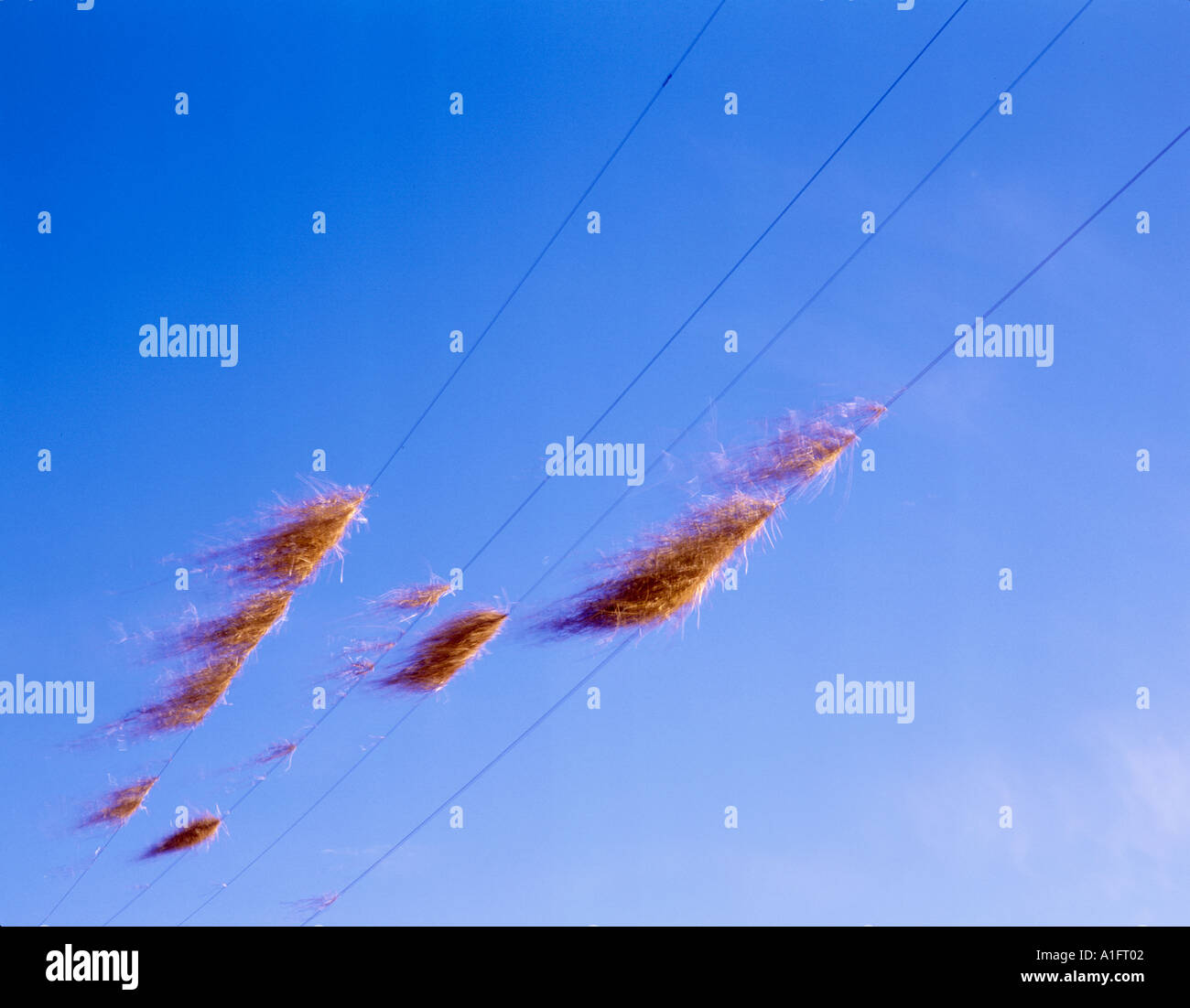 Powerlines with wind blown straw Near Monroe OR Stock Photo