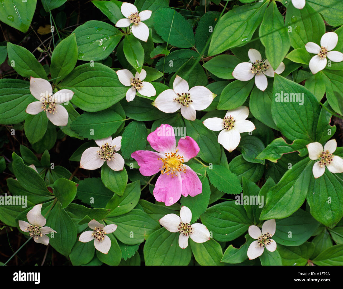 Mountain rose hi-res stock photography and images - Alamy
