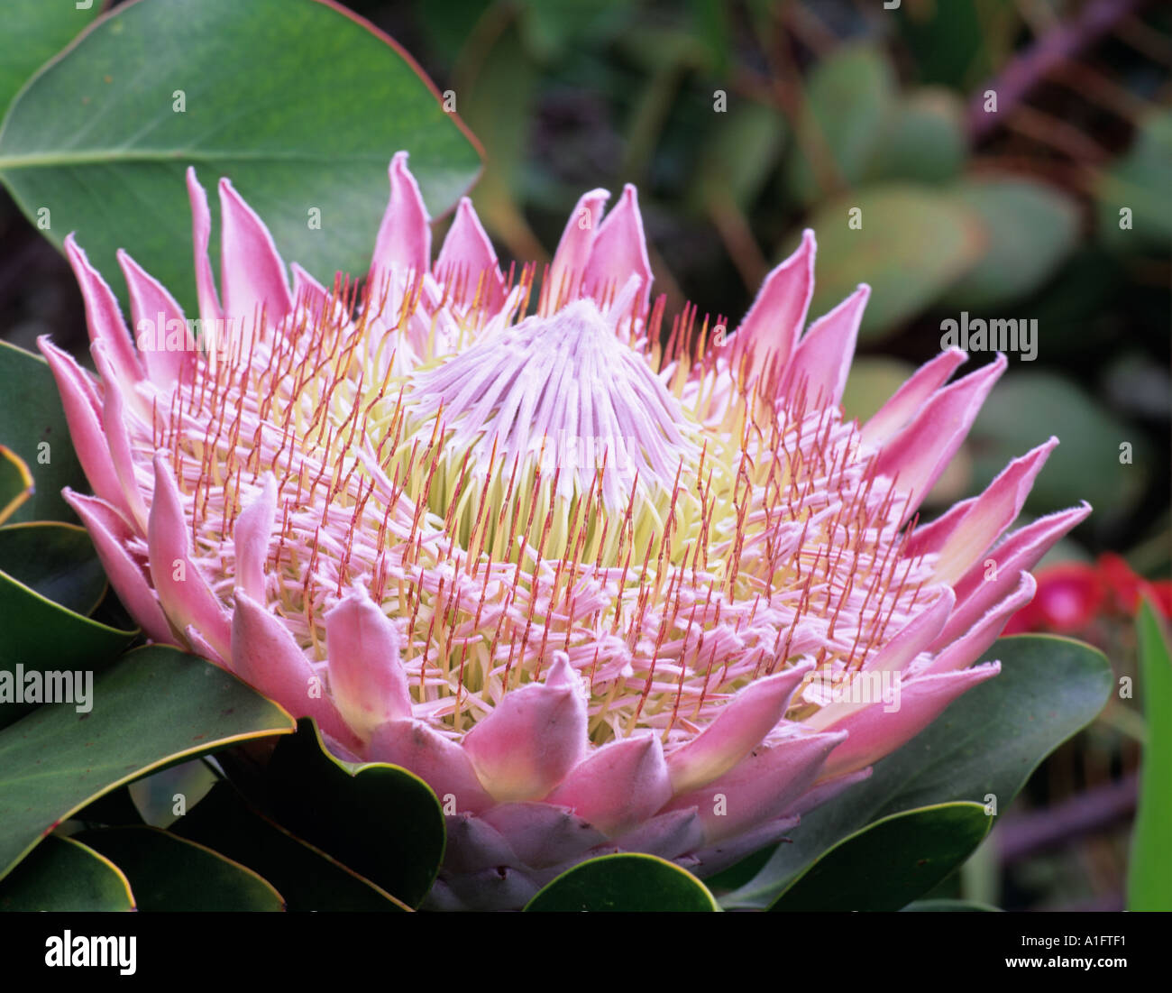 King Protea protea cynaroides Maui Enchanting Gardens Maui Hawaii Stock Photo