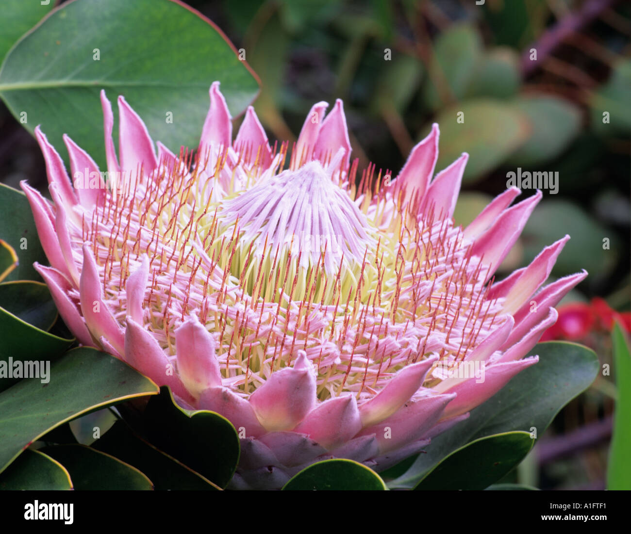 King Protea protea cynaroides Maui Enchanting Gardens Maui Hawaii Stock 