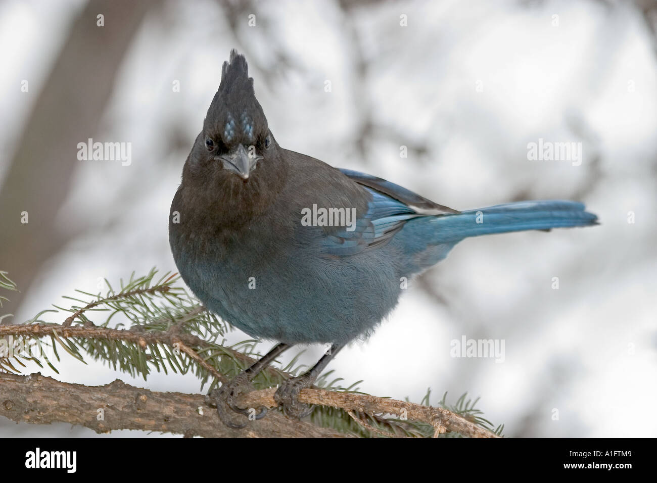 Stellar Jay on bird feeder in Anchorage Alaska Stock Photo Alamy