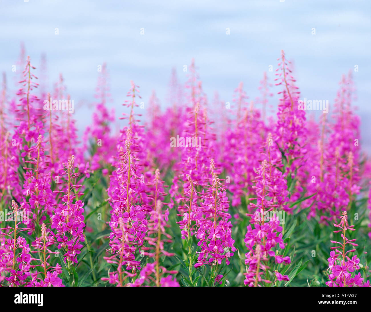 Fireweed Epilobium angustifolium Jasper National Park Canada Stock ...