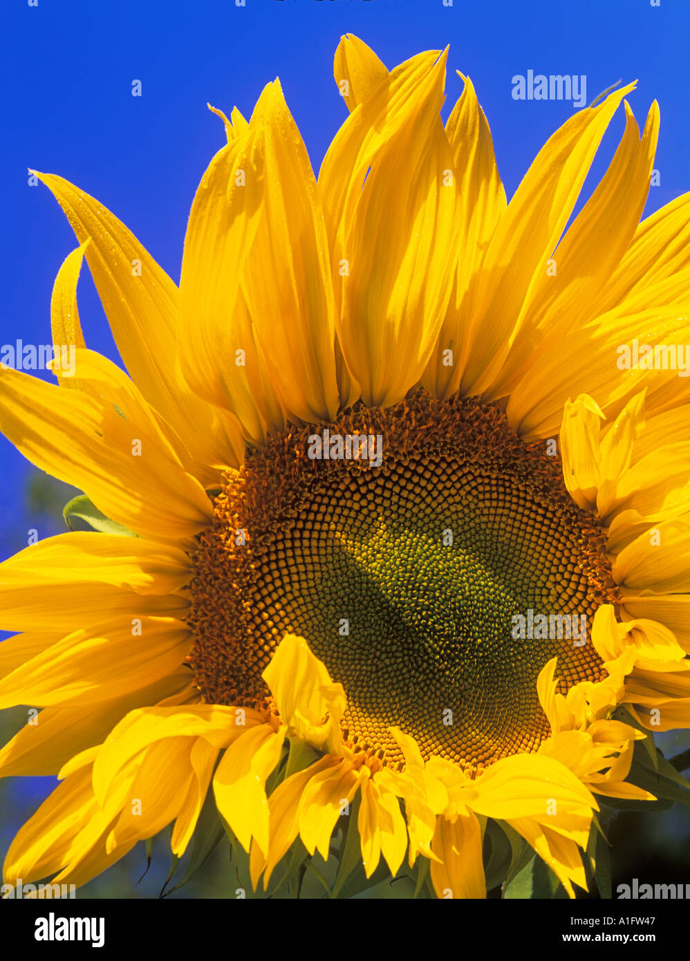 Alpine Sunflowers Stock Photos & Alpine Sunflowers Stock