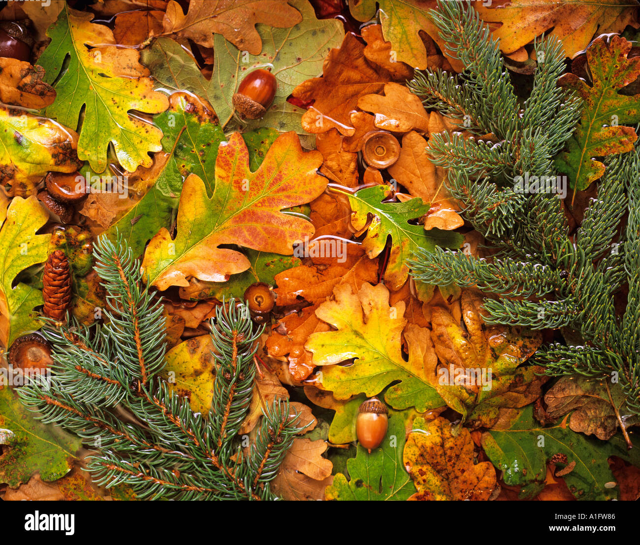 Fall colored Oregon White Oak leaves anf fir tree branches in pond near Alpine Oregon Stock Photo