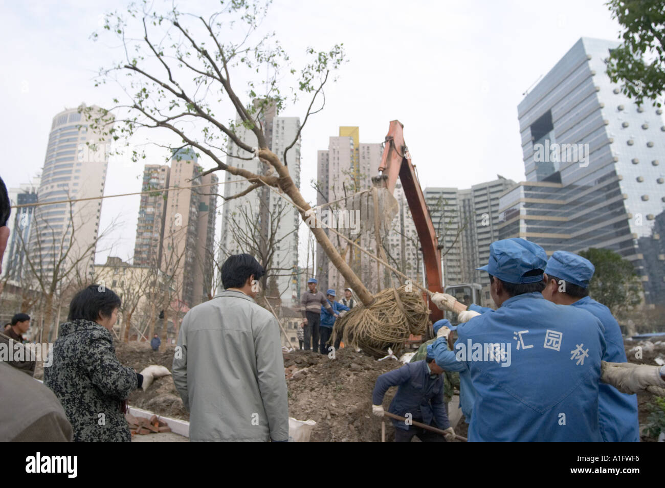 chinese migrant workers plant large tree in xujiahui park shanghai china  Stock Photo