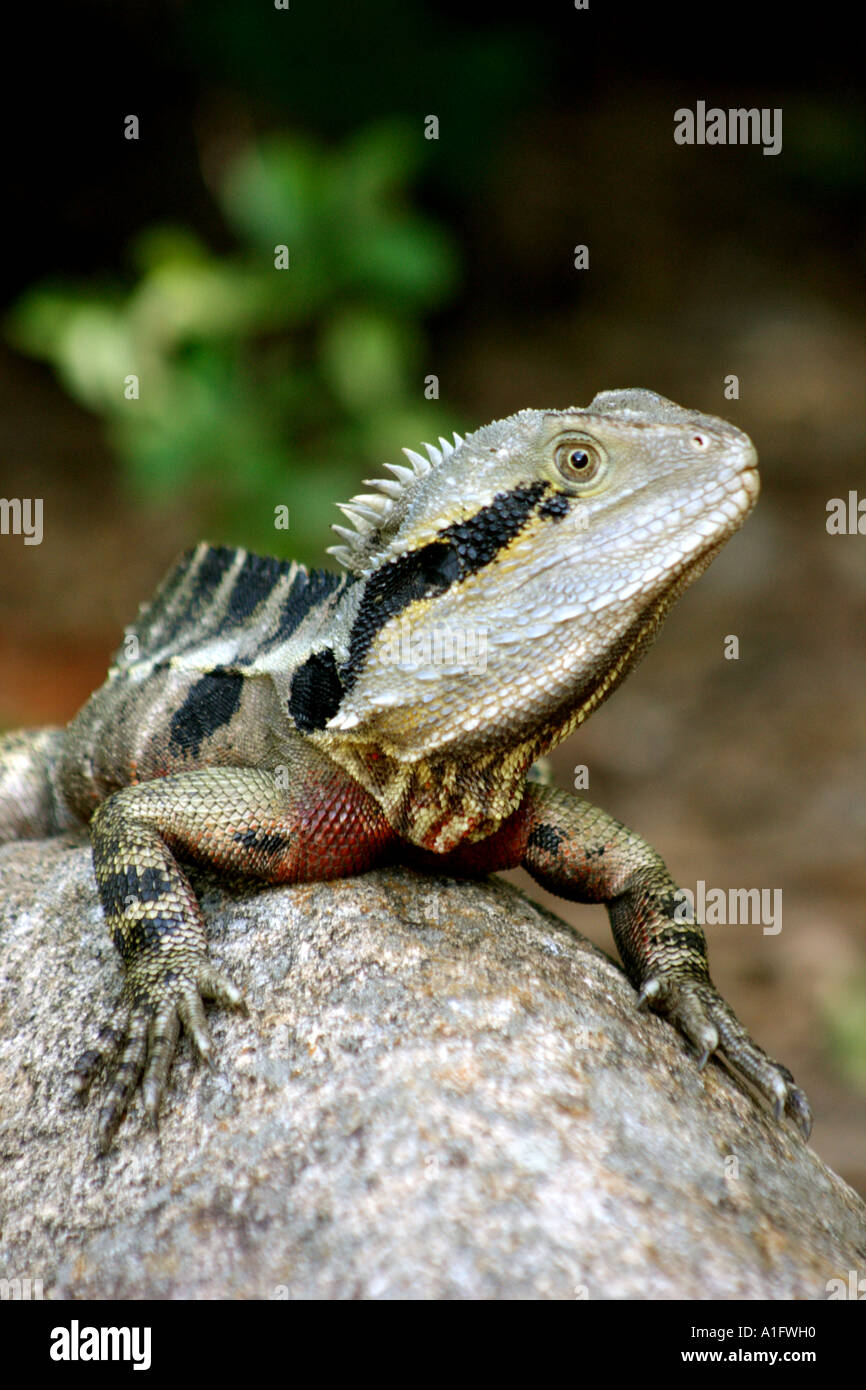 CLOSE UP OF AN AUSTRALIAN WATER DRAGONS HEAD Stock Photo