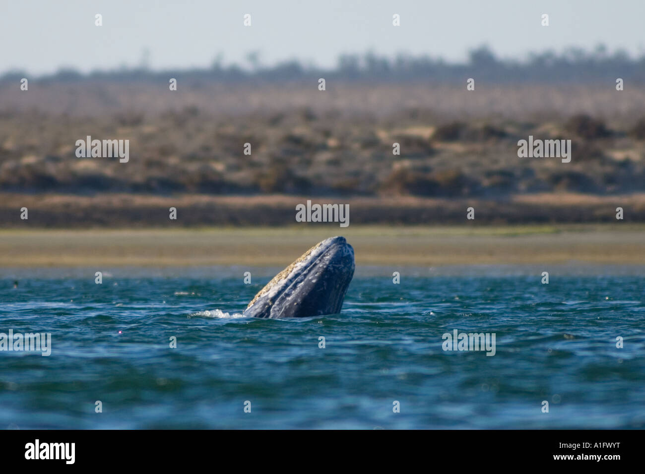 gray whale Eschrichtius robustus breaching in Scammon s Lagoon Guerrero
