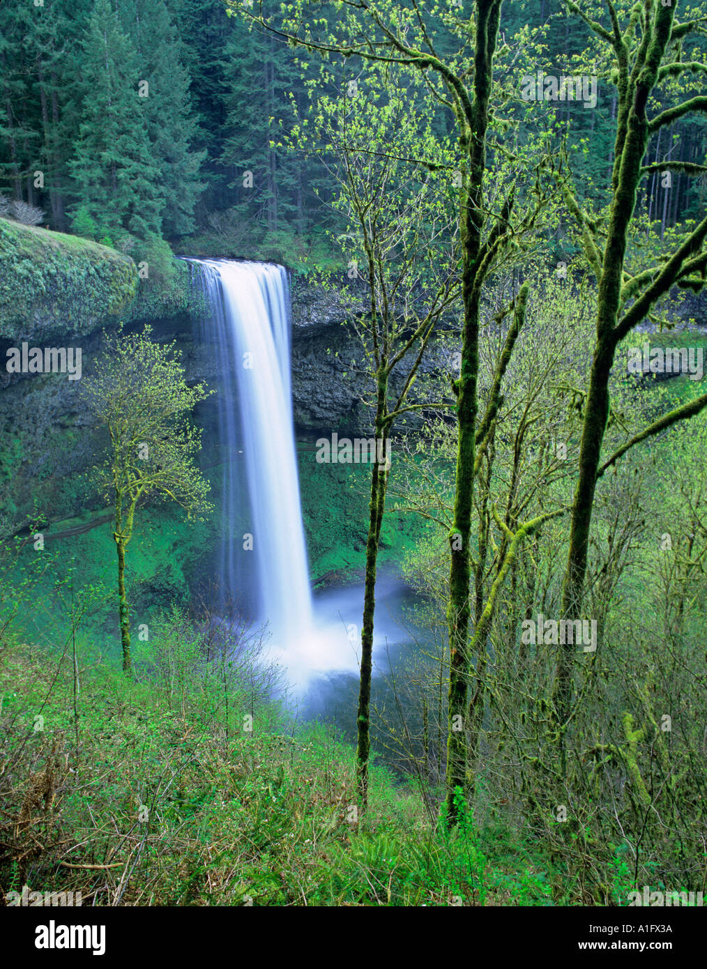 South Falls with early spring growth Silver Falls State Park Oregon Stock Photo