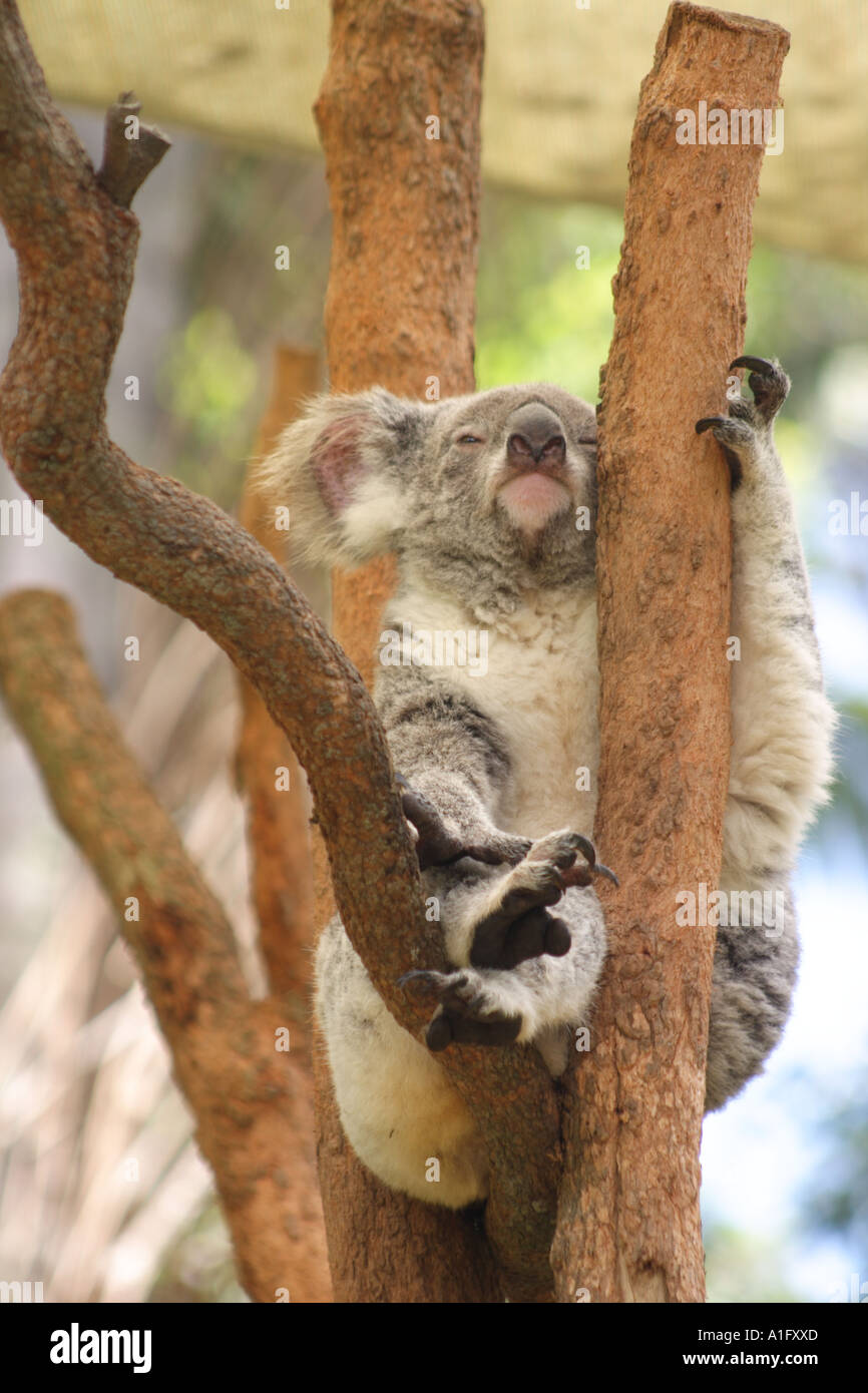 Koala bear in the sun hi-res stock photography and images - Alamy