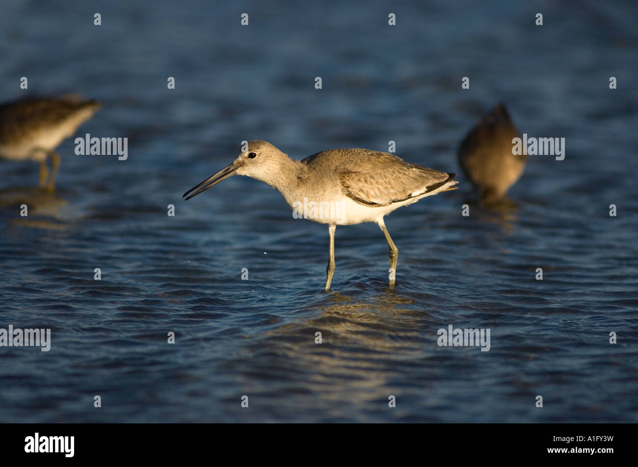 Scammon's lagoon hires stock photography and images Alamy