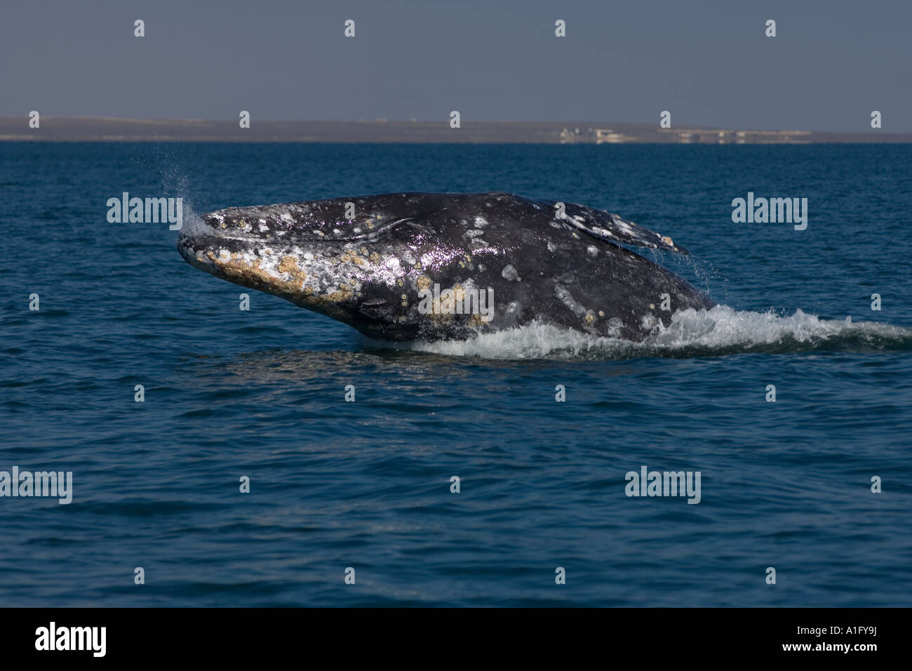 gray whale Eschrichtius robustus in Scammon s Lagoon Guerrero Negro