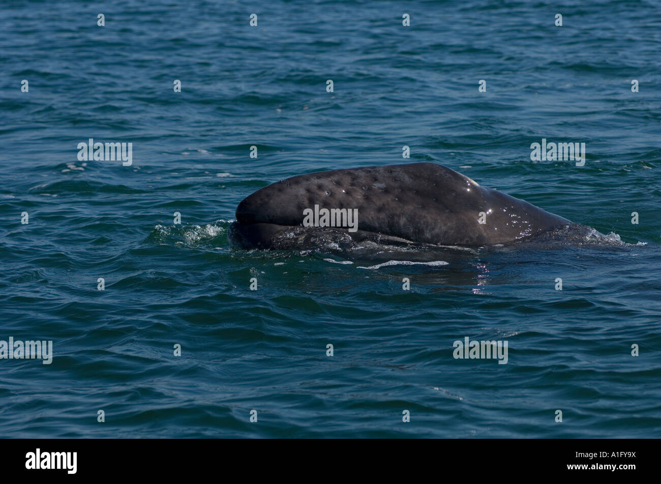 gray whale Eschrichtius robustus calf in Scammon s Lagoon Guerrero