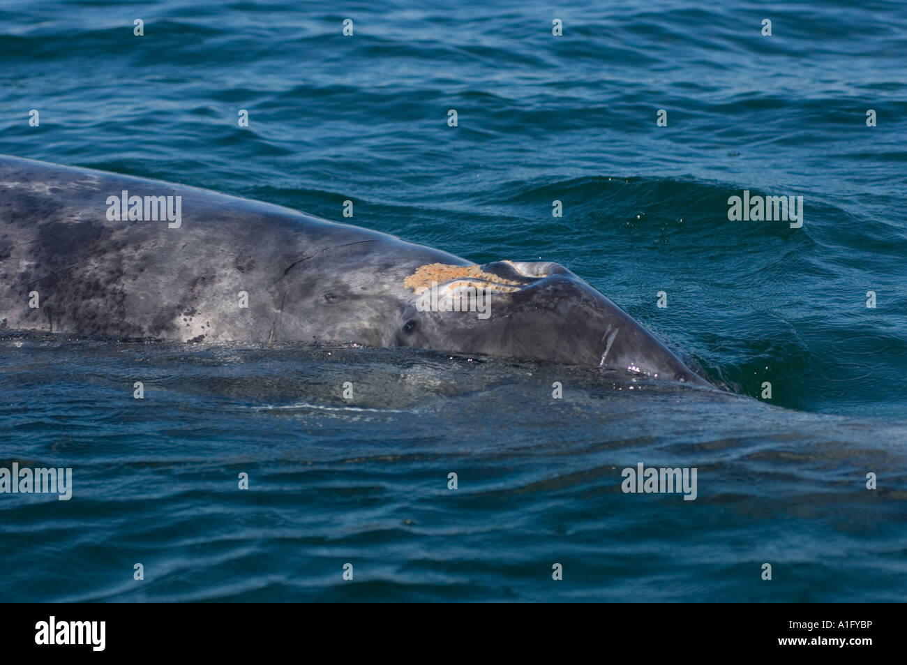 gray whale Eschrichtius robustus in Scammon s Lagoon Guerrero Negro