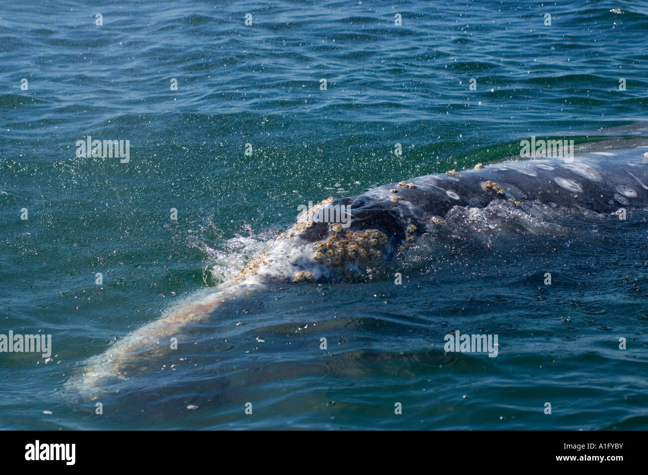 gray whale Eschrichtius robustus in Scammon s Lagoon Guerrero Negro