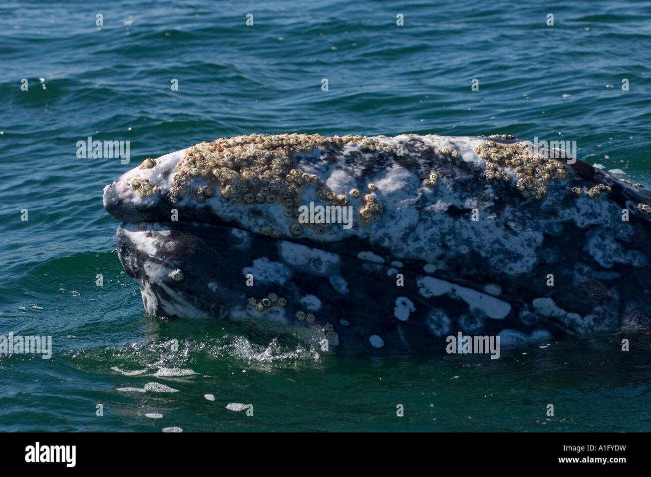 gray whale Eschrichtius robustus in Scammon s Lagoon Guerrero Negro