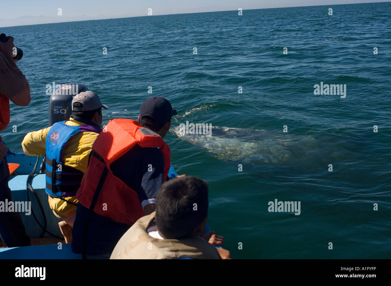 whale watching tour for gray whales Eschrichtius robustus in Scammon s