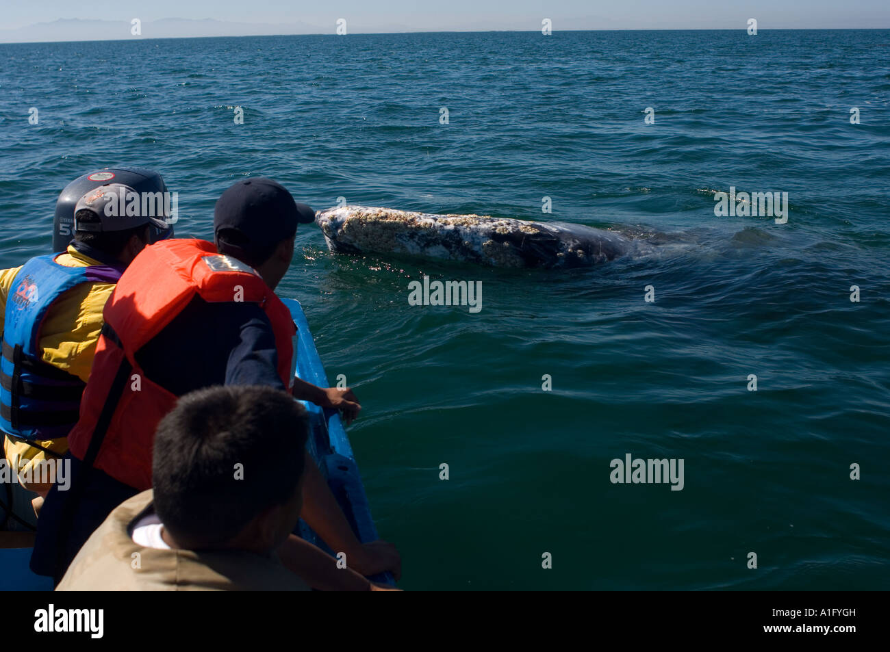 whale watching tour for gray whales Eschrichtius robustus in Scammon s