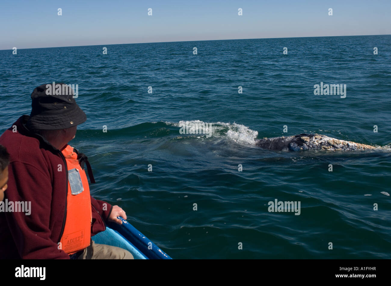 whale watching tour to view gray whales Eschrichtius robustus in