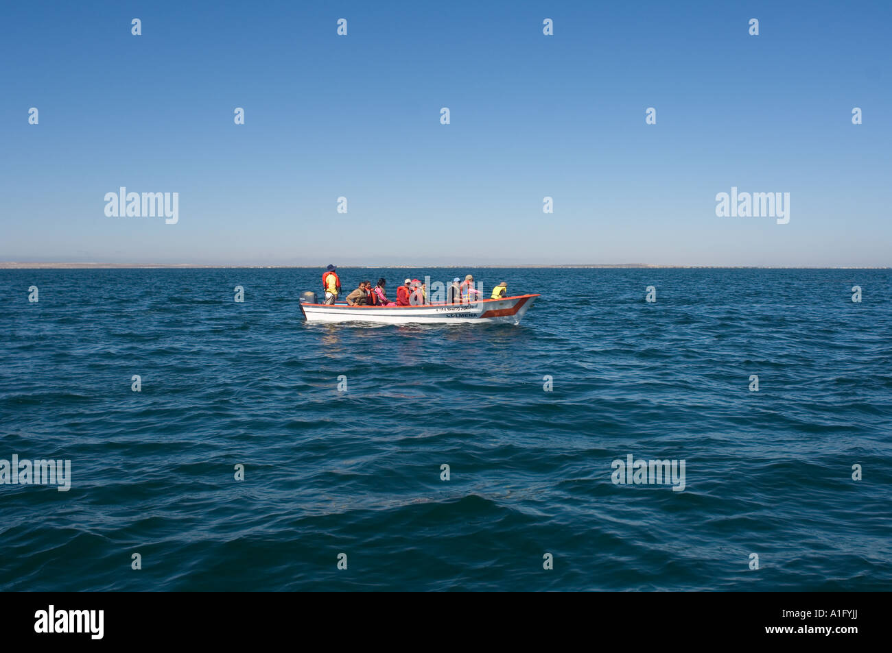 whale watching tour to view gray whales Eschrichtius robustus in