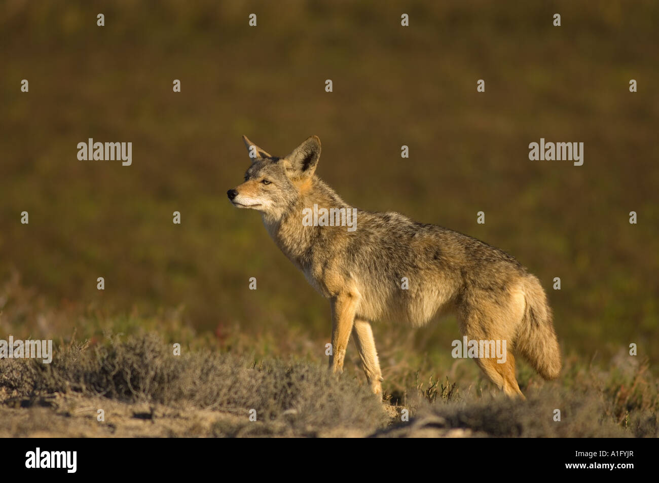 coyote Canis latrans searching for food at Scammon s Lagoon Guerrero