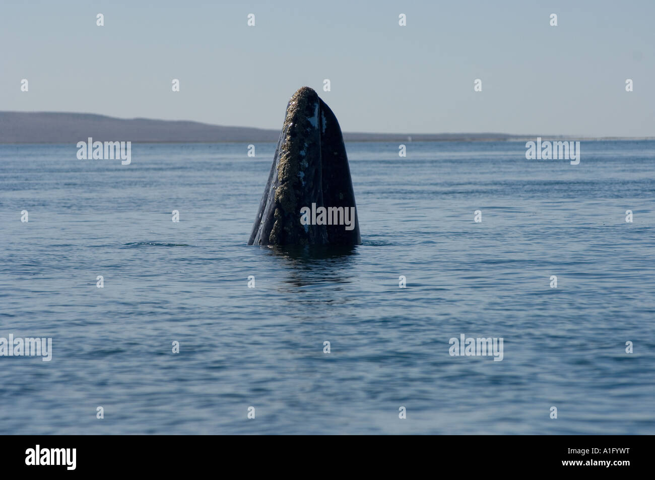 gray whale Eschrichtius robustus spyhopping in Scammon s Lagoon