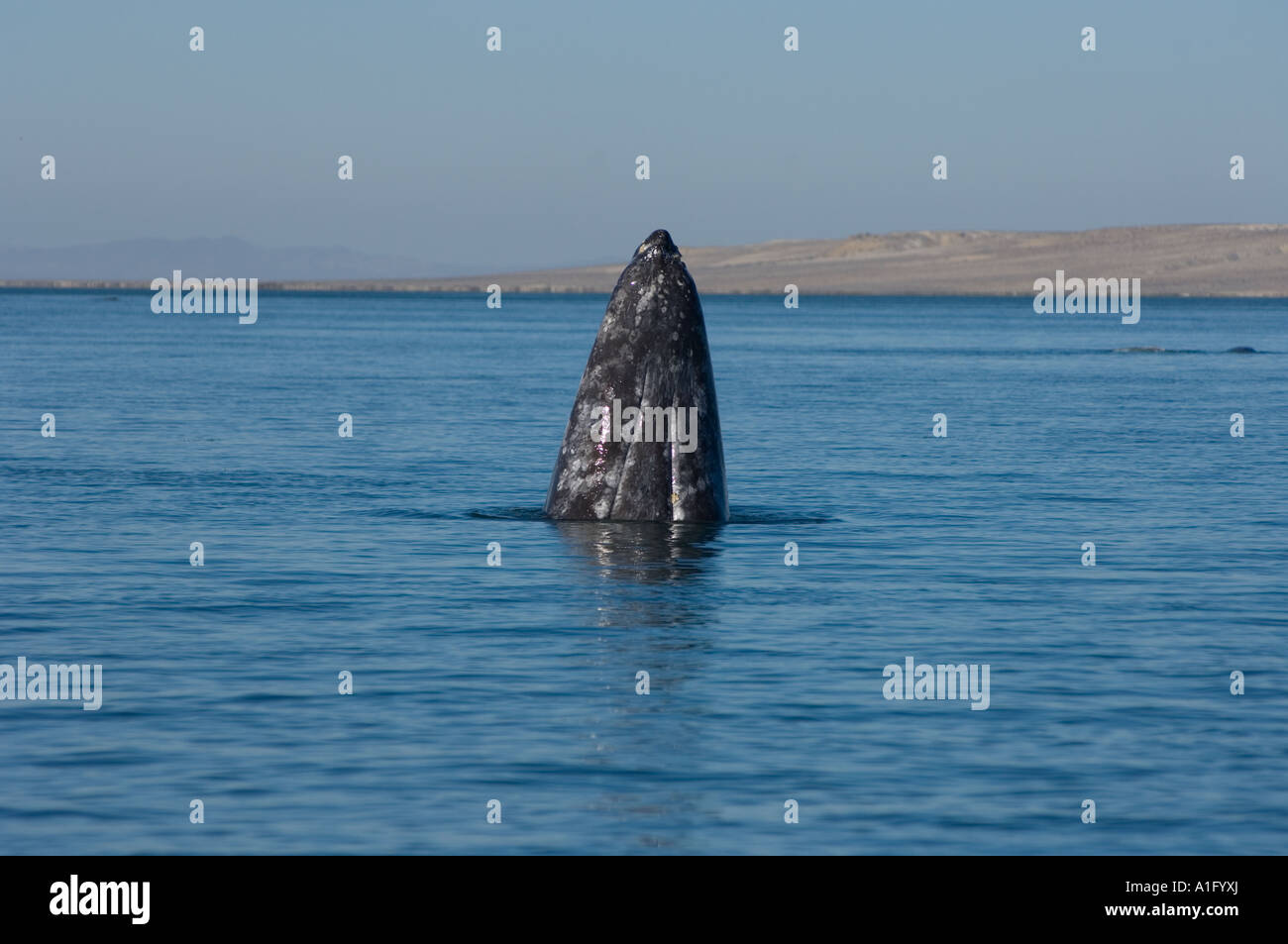gray whale Eschrichtius robustus spyhopping in Scammon s Lagoon