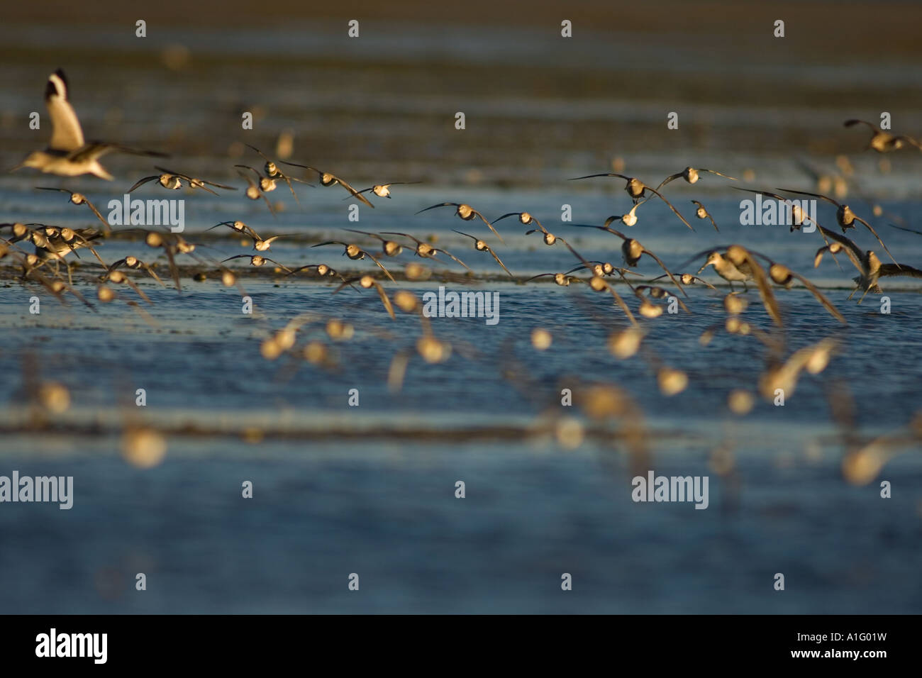 arctic shorebirds in flight over Scammon s Lagoon Guerrero Negro Baja