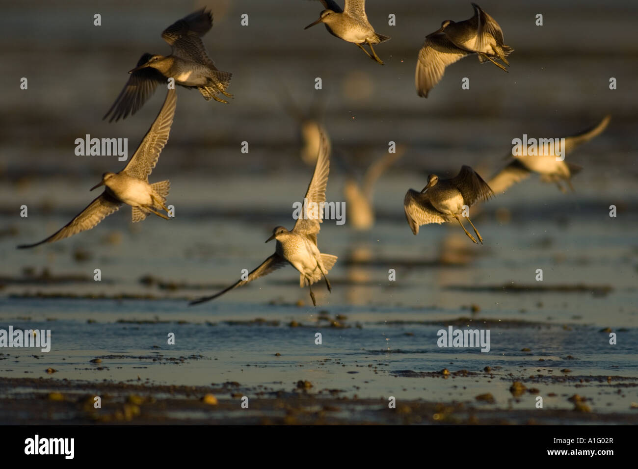 arctic shorebirds in flight over Scammon s Lagoon Guerrero Negro Baja