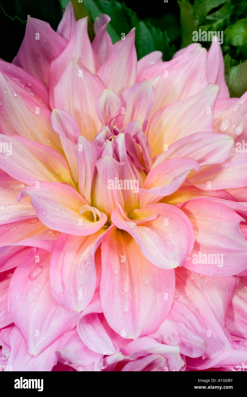 Close up of pink Dahlia flower Stock Photo - Alamy