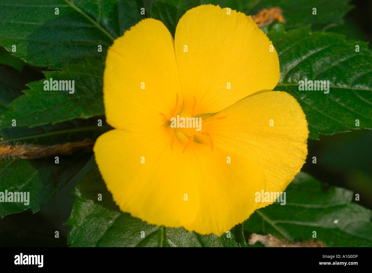 Yellow flower close up of Cuban Buttercup or Yellow Alder Turneraceae Turnera ulmifolia America Stock Photo