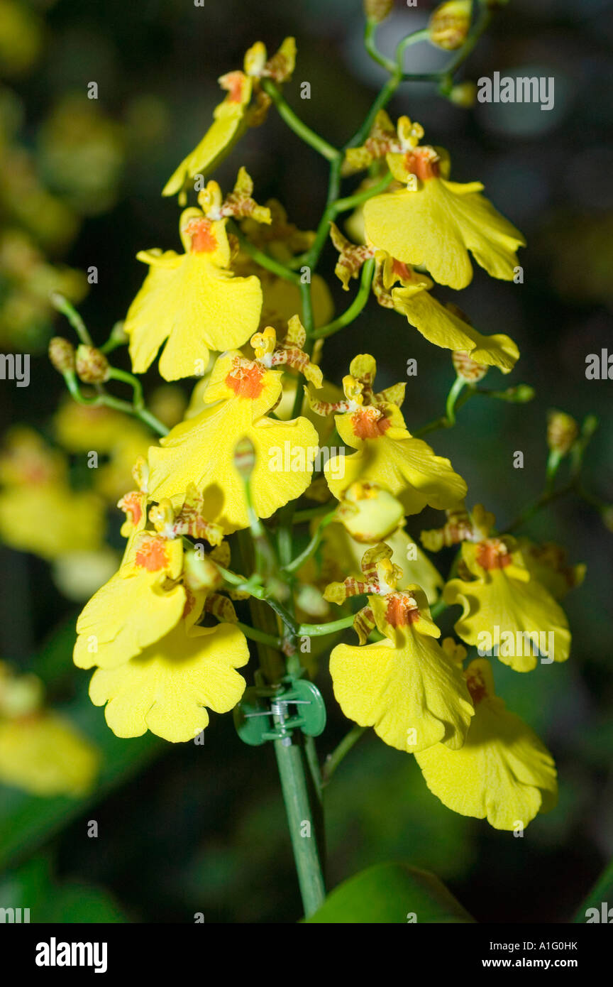 Yellow Stenoglottis longifolia orchid flower close up Stock Photo