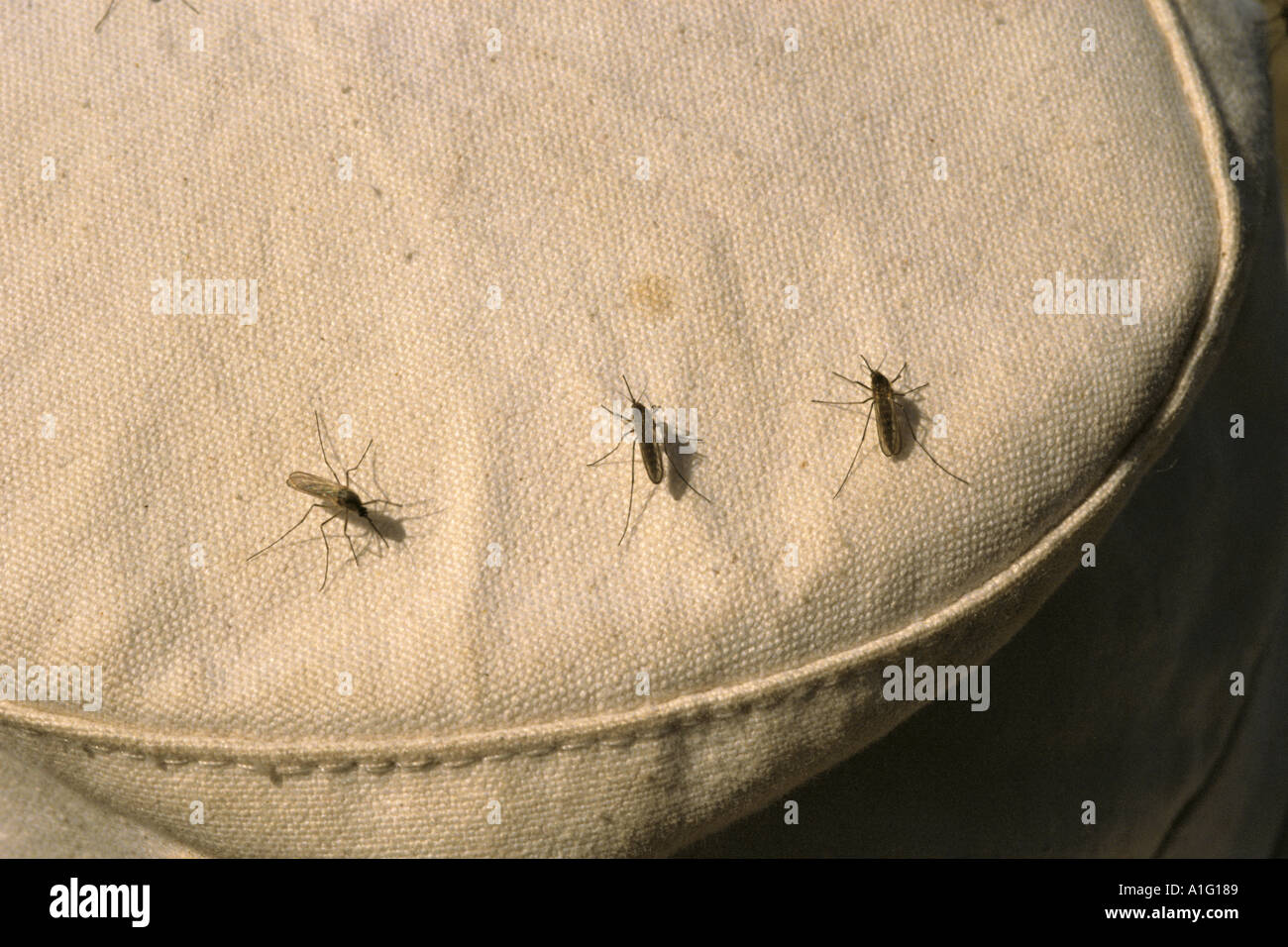 Alaska Mosquito Insect Bug Stock Photos Alaska Mosquito Insect Bug