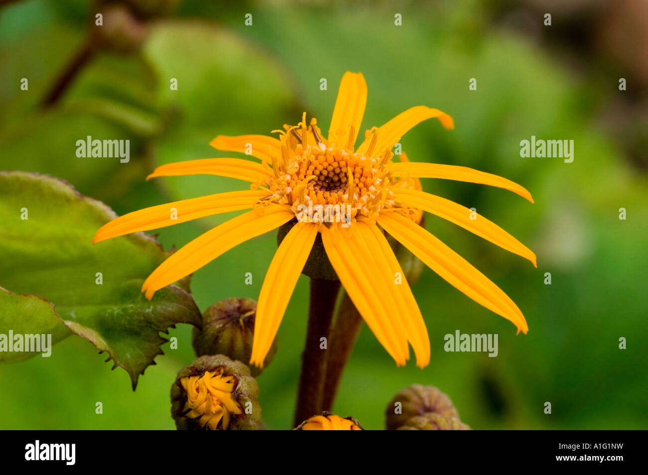 Yellow flowers of summer ragwort Asteraceae Ligularia dentata Japan China Stock Photo