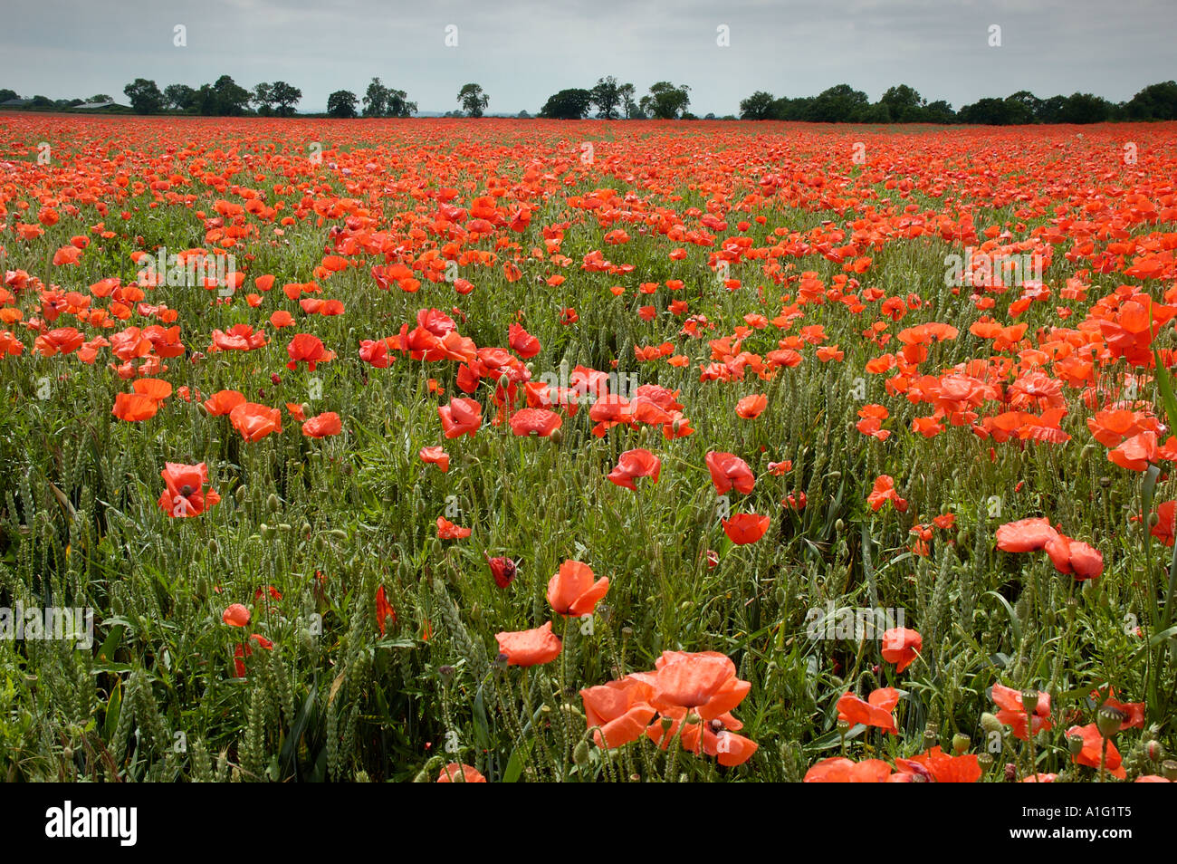 Poppy field, Great Horwood, Milton Keynes, England Stock Photo Alamy