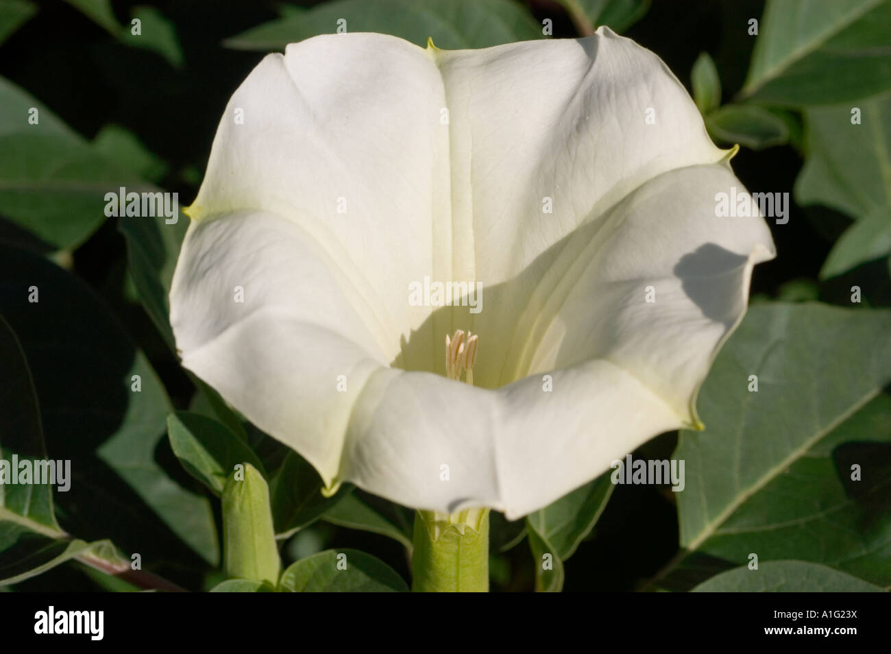 White flower close up of Angel s Trumpet Solanaceae Datura innoxia Europe America Stock Photo