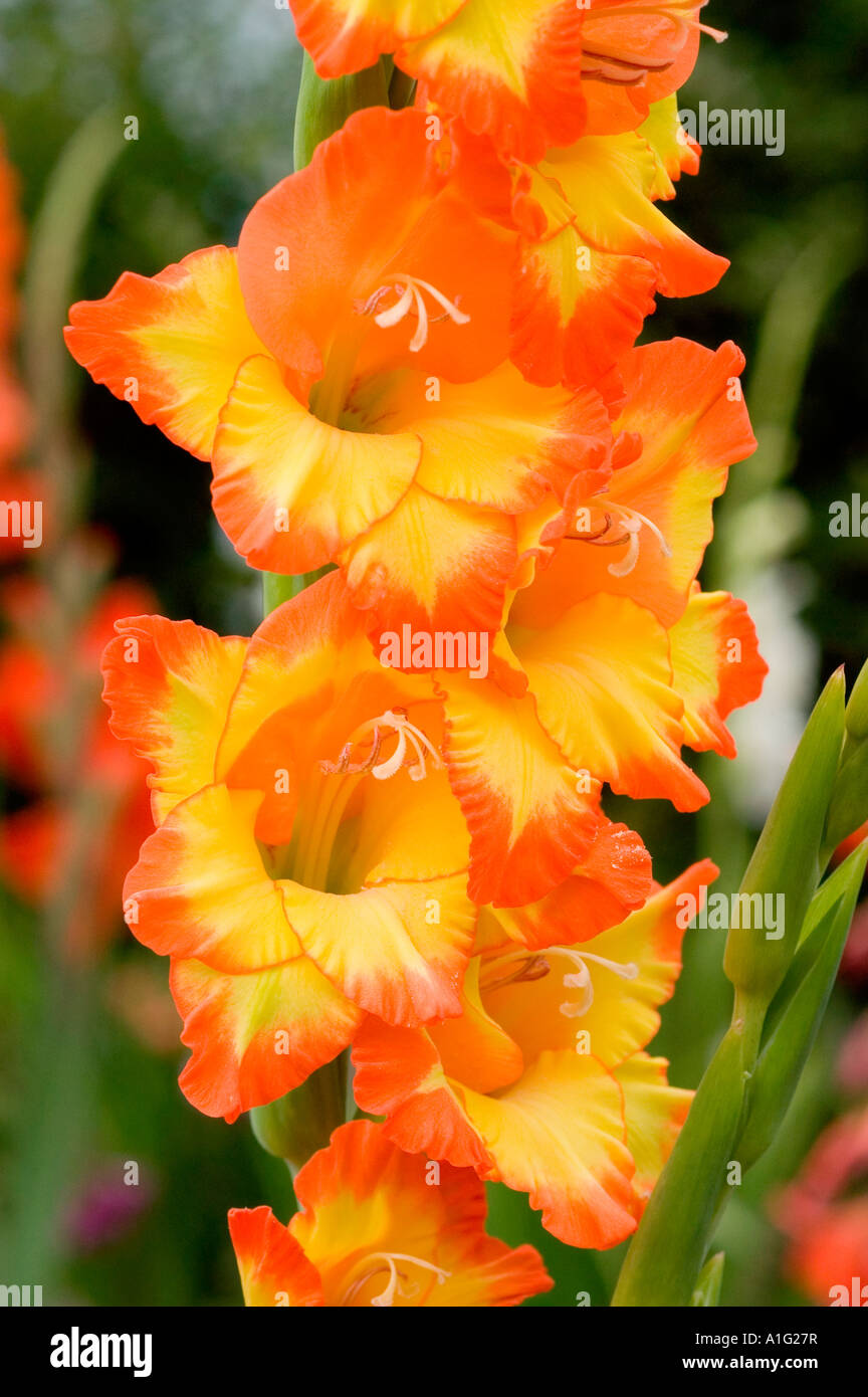 Close up of yellow orange gladiolus flowers Stock Photo Alamy