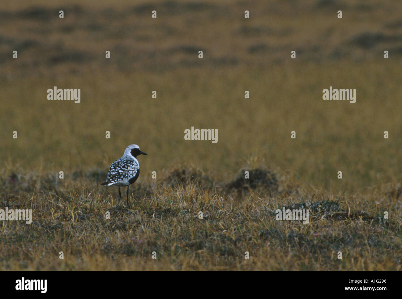 Black billed Plover Prudhoe Bay Arctic Summer AK Stock Photo Alamy