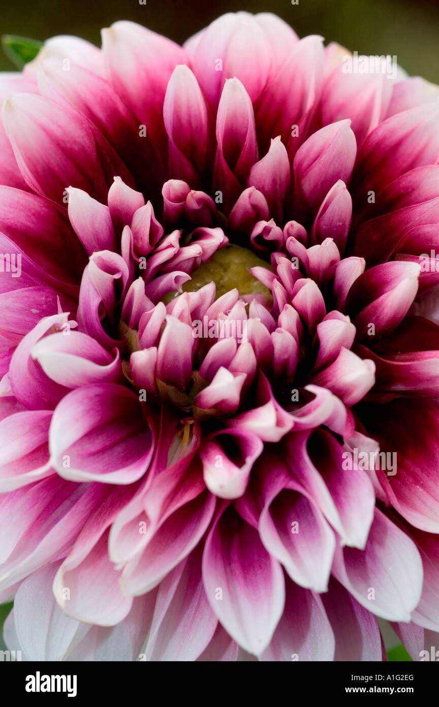 Close up of pink violet Dahlia flower Stock Photo - Alamy