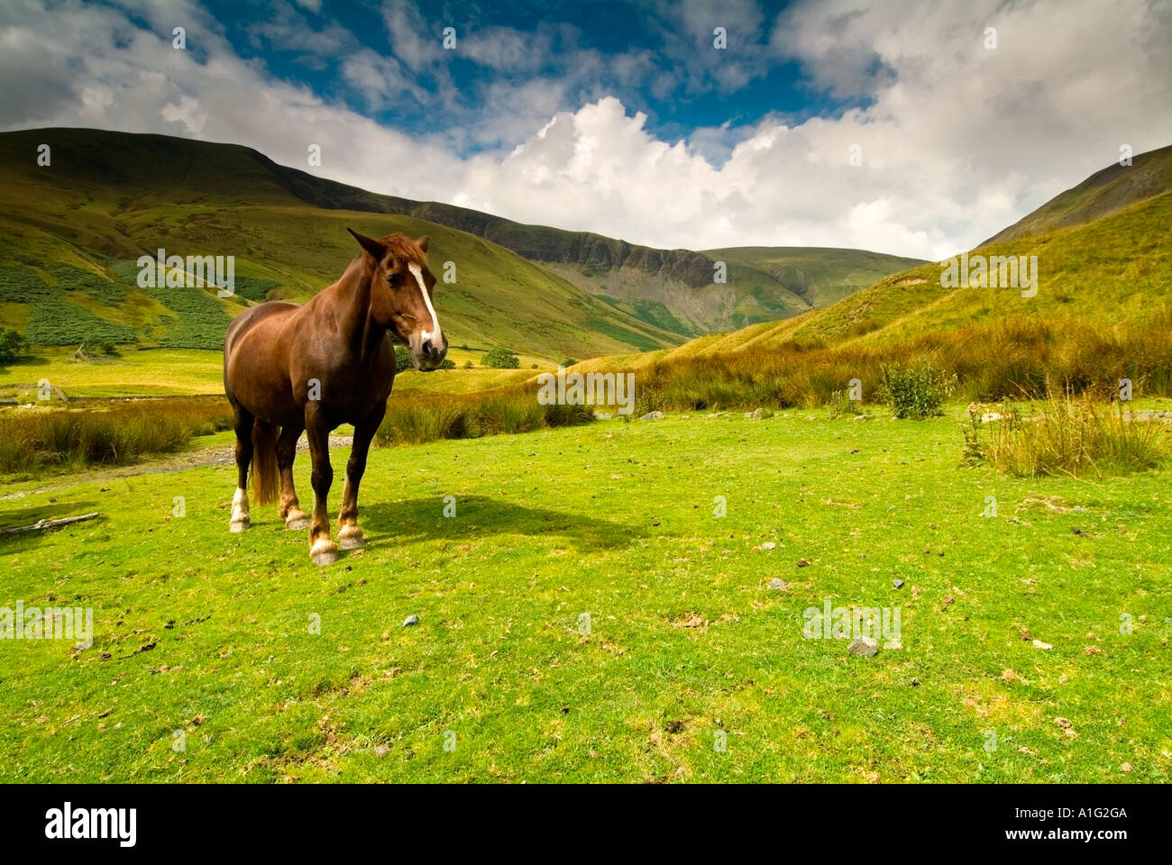Grazing horse at the foot of the Howgill Fells Stock Photo